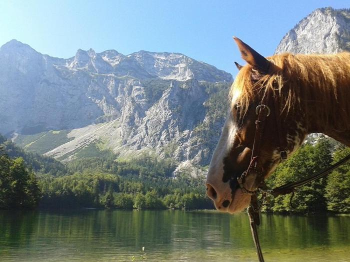 Ferienwohnung Hochsteinalm Traunkirchen Bagian luar foto